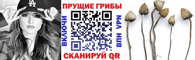 Псилоцибиновые грибы GOLDEN TEACHER  Миасс 